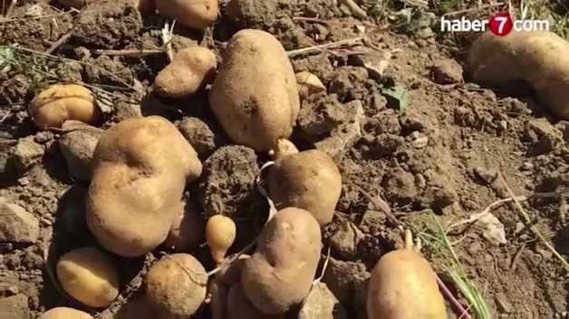 Hollanda menşeli 304 ton patates Türkiye’ye alınmadı