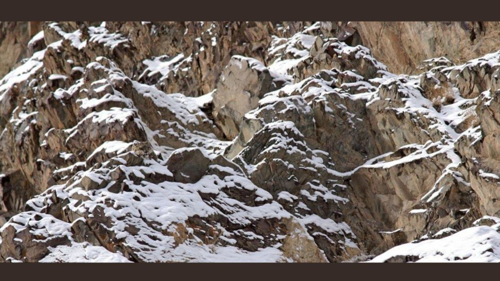 Avcıların gözünden bile kaçıyor! Resimde gizli leoparı yalnızca gerçek dahiler 9 saniyede buluyor Avcıların gözünden bile kaçıyor! Resimde gizli leoparı yalnızca gerçek dahiler 9 saniyede buluyor