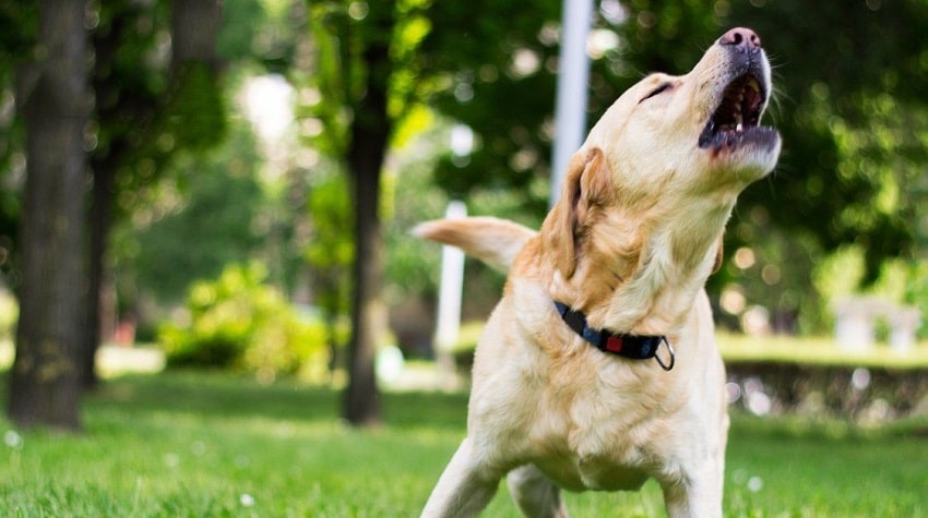 Köpek Davranışlarının Irklarla İlgisi Köpek Davranışlarının Irklarla İlgisi