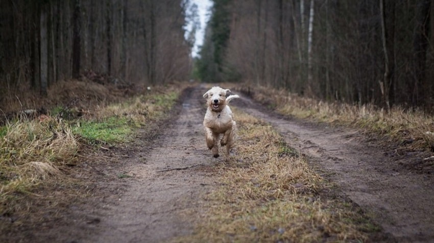 Köpekler Neden Kovalar? Köpekler Neden Kovalar?