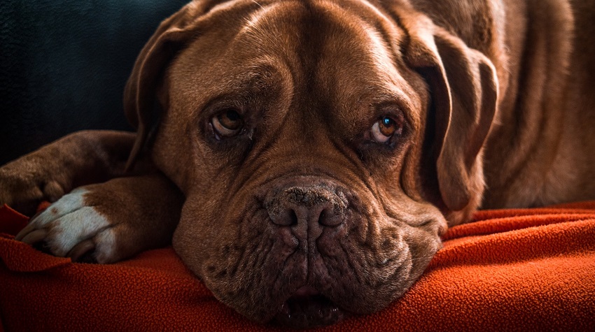 Köpeklerde Kansere Dikkat! Köpeklerde Kansere Dikkat!