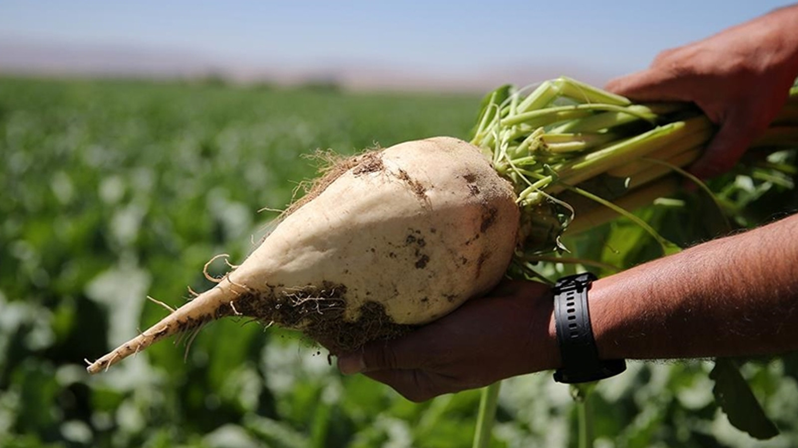 Şeker pancarı alım fiyatı belli oldu Şeker pancarı alım fiyatı belli oldu