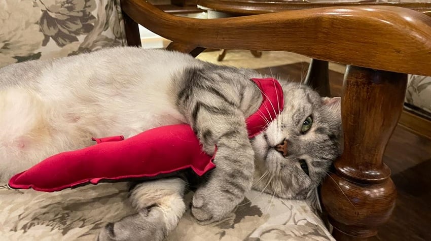 Hayatıma Dokunan Küçük Patiler Hayatıma Dokunan Küçük Patiler