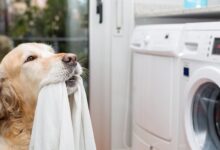 Evcil Hayvan Deterjanları ve Temizlik Yöntemleri