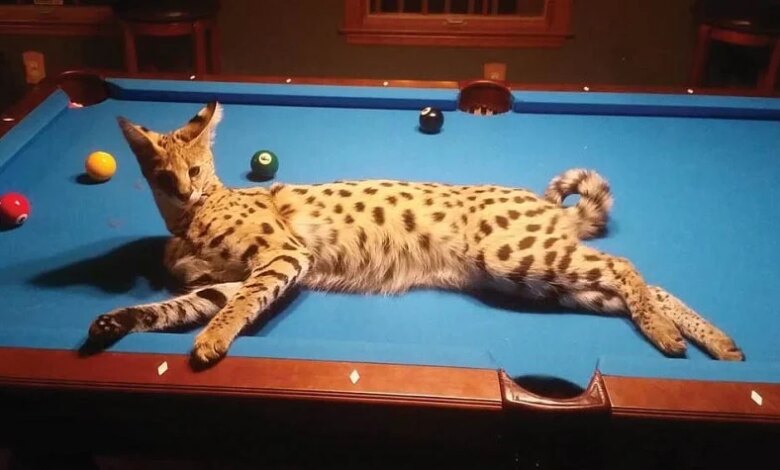 Savannah Kedisi: Özellikleri ve Davranışları Savannah Kedisi: Özellikleri ve Davranışları