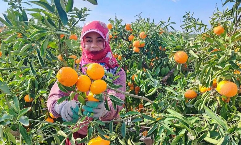Adana’da Mandalina Hasadı Grev Nedeniyle Etkilendi Adana’da Mandalina Hasadı Grev Nedeniyle Etkilendi