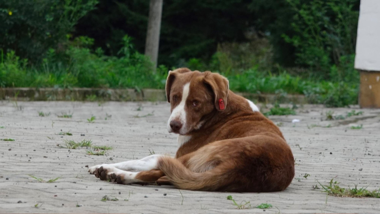 Köpeklerin Çeşitliliği Taş Devri’ne Dayanıyor Köpeklerin Çeşitliliği Taş Devri’ne Dayanıyor