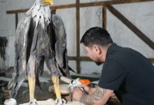 Driftwood Sanatçısı Osman Dönmez’in Doğa ile İlişkisi